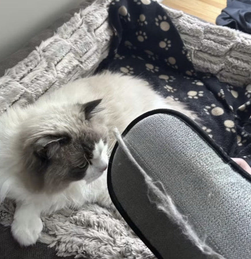 Katt bredvid Pälsvanten med uppsamlad päls